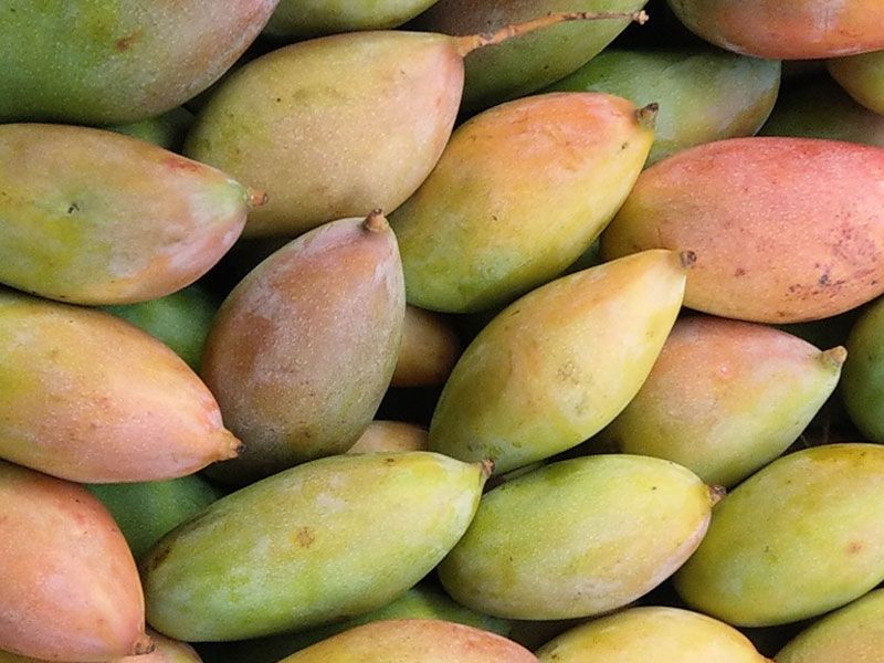 Totapuri Mango