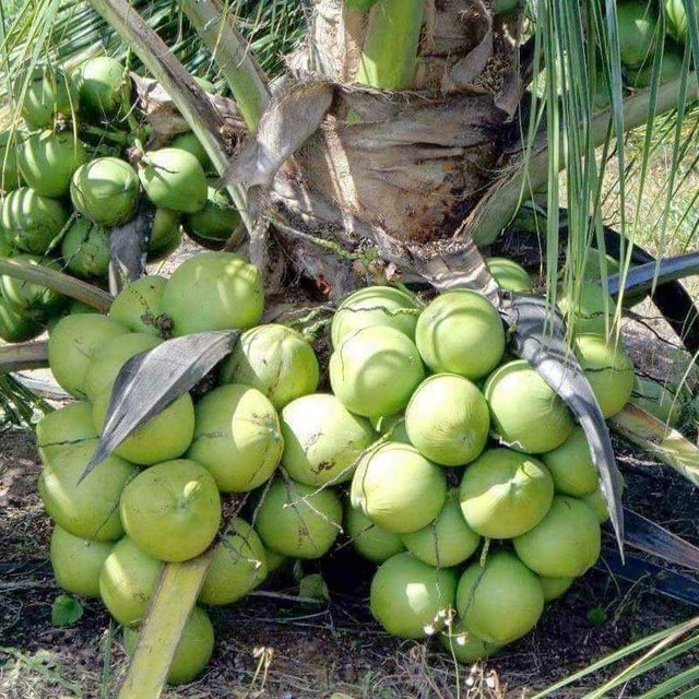 Vietnam Coconut 