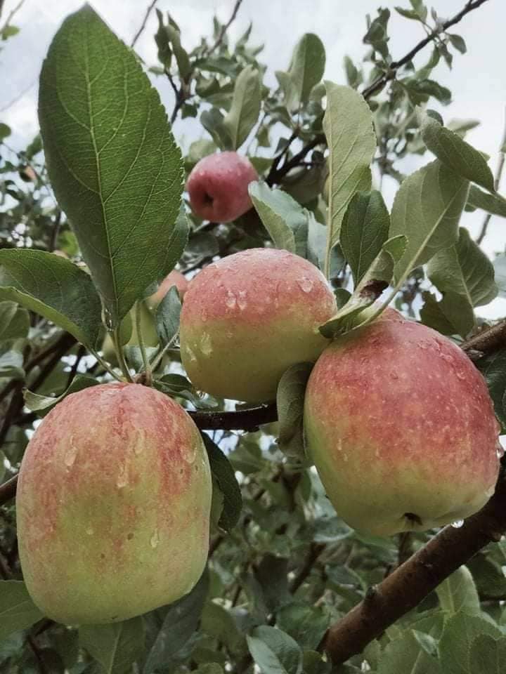Anna Apple Plant