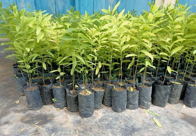 White Sandalwood