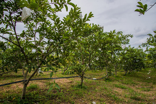Low-Density Farming