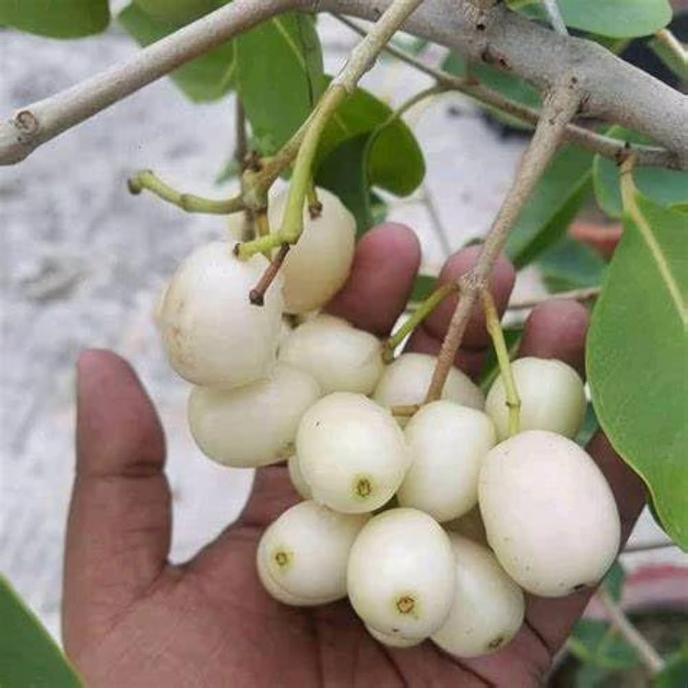 Thai White jamun