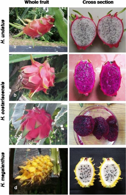 All Verity Dragon fruit Plant.