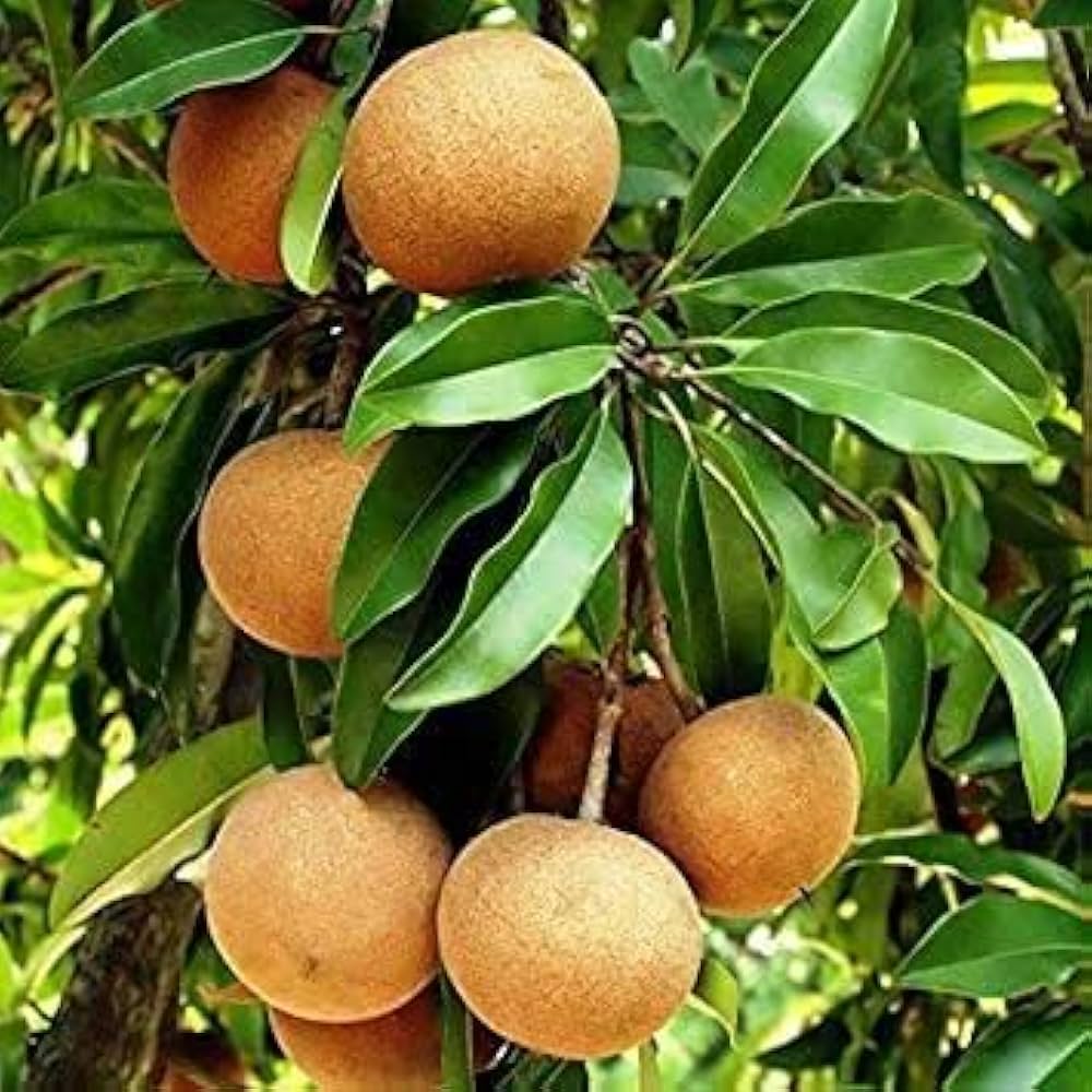 Cricket ball Chiku