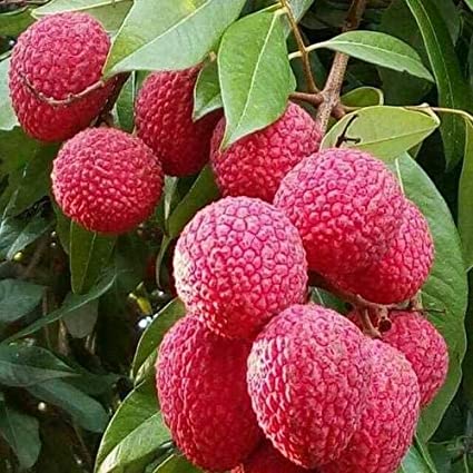 Muzaffarpur Litchi