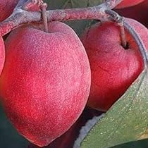 Kasmiri Sundari Apple Ber