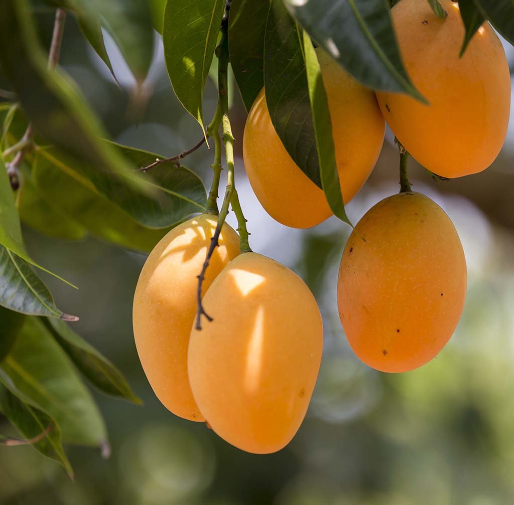 Alphanso Mango