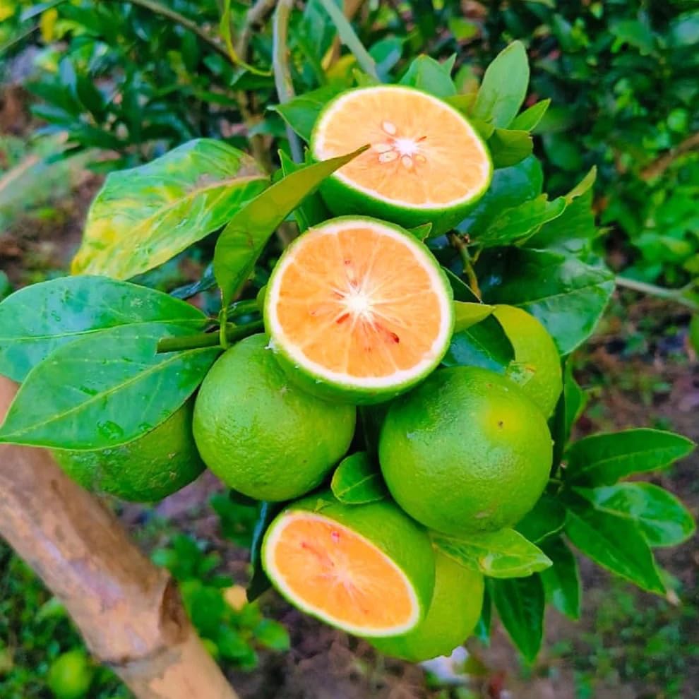 Bari -1 sweet maltha lemon