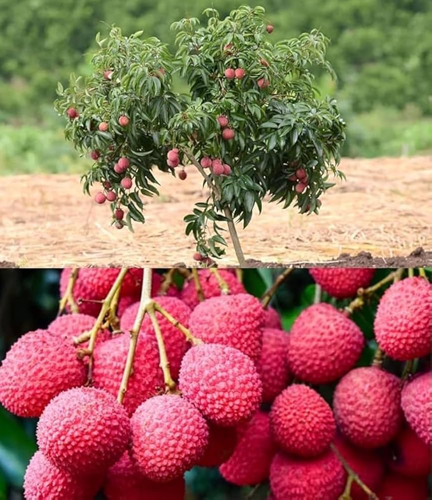 Bombay Litchi