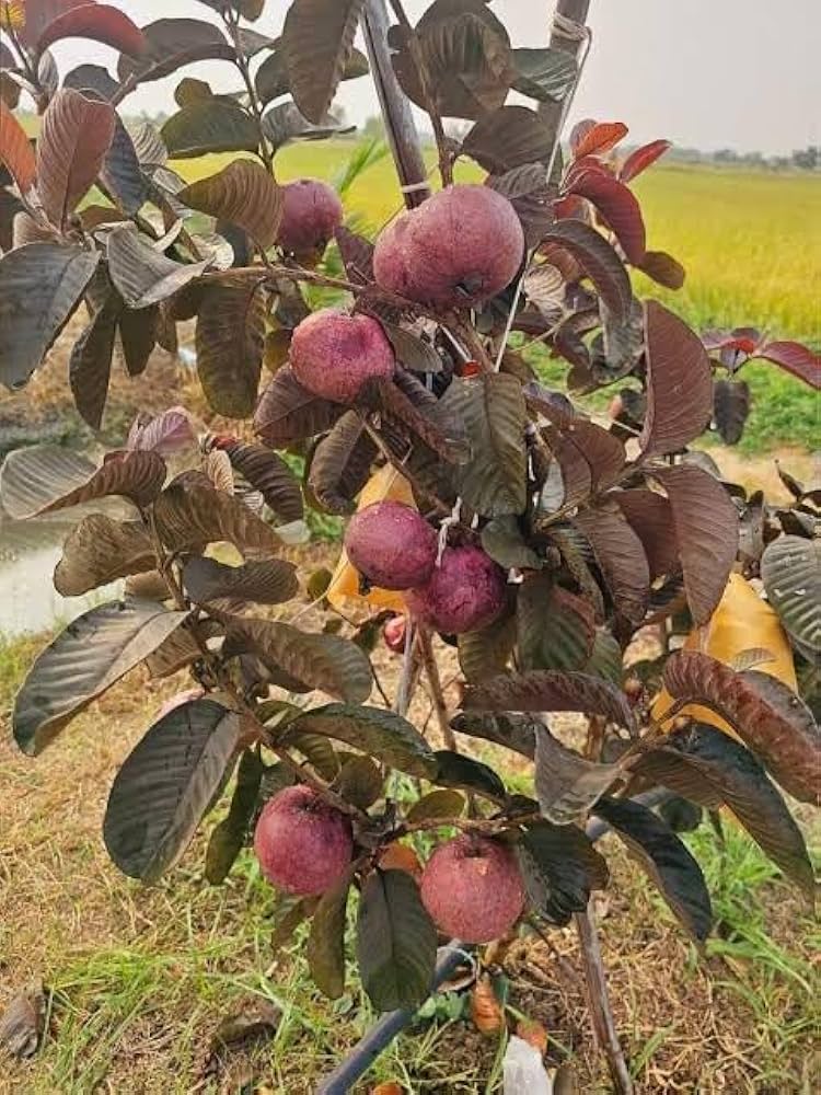Back Diamond Guava(THA)