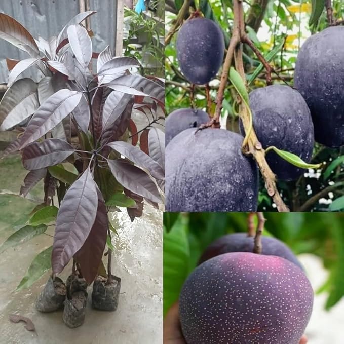 Black stone Mango