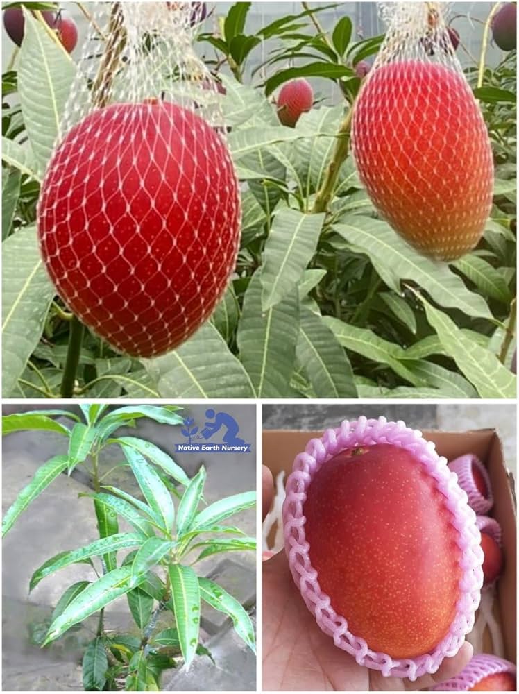 Miyazaki Mango