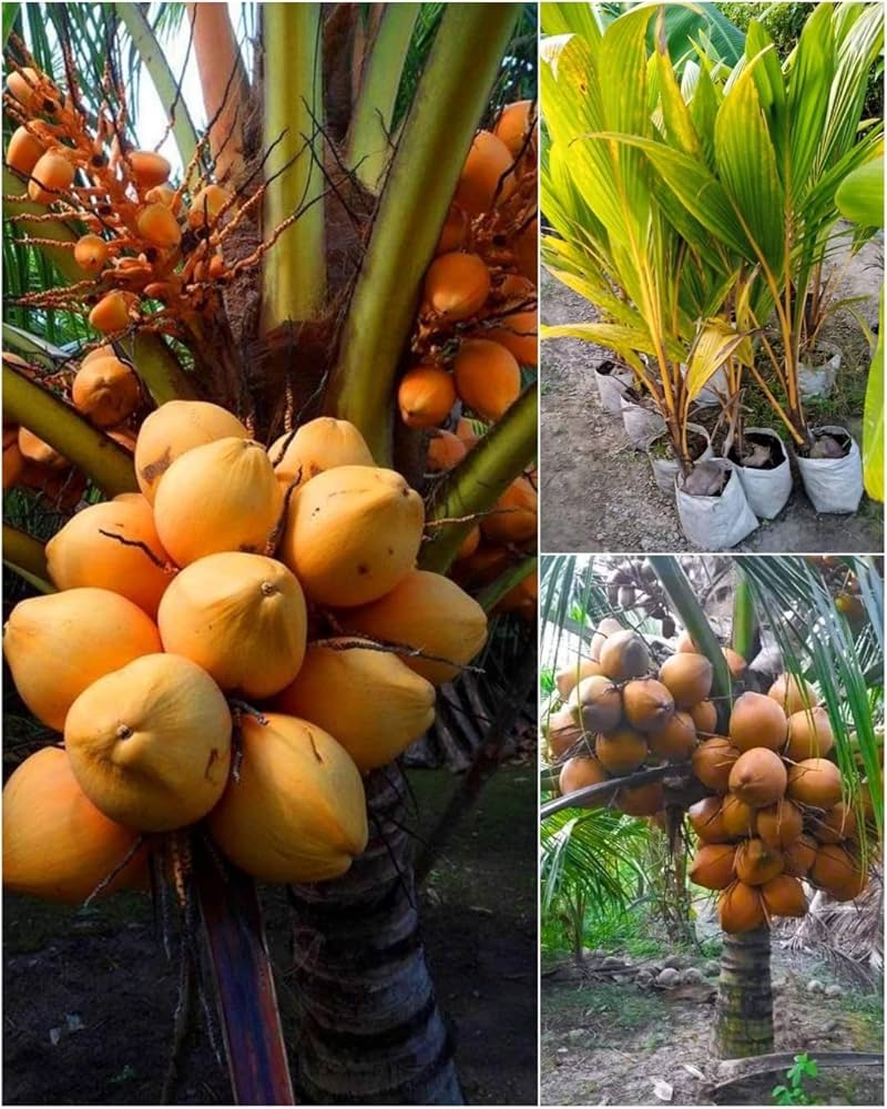 Kerala red coconut plant