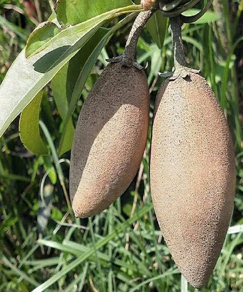 Banana Chiku