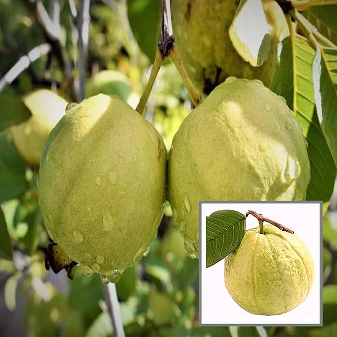 Golden 8 Guava(THA)