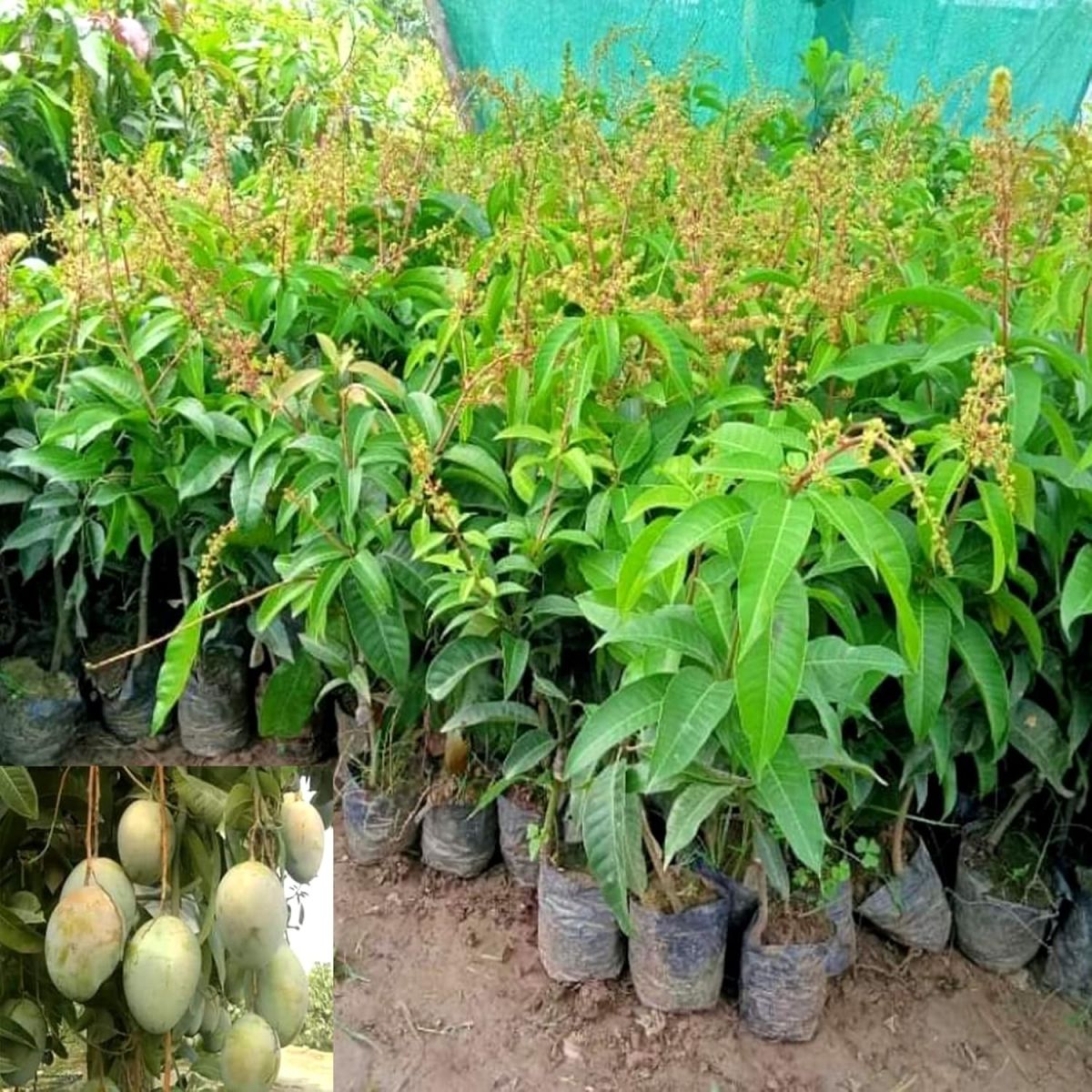 Thai All time Mango