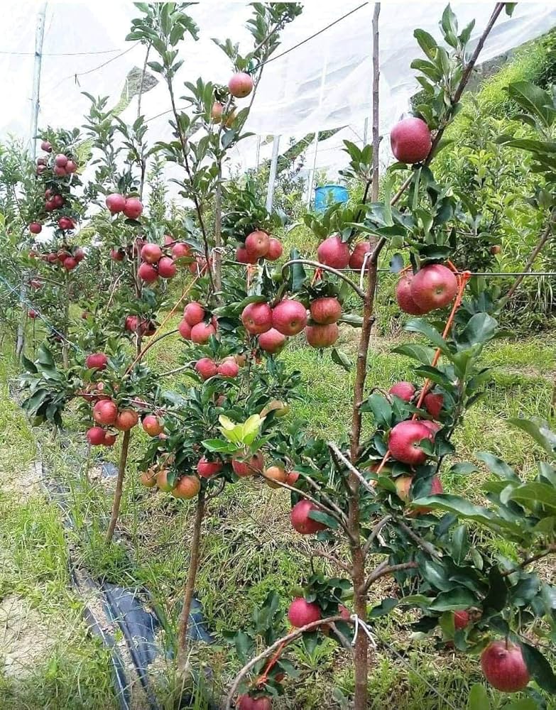 HRMN 99 Apple plant