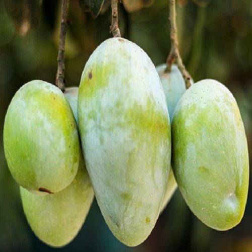 Himsagar Mango 