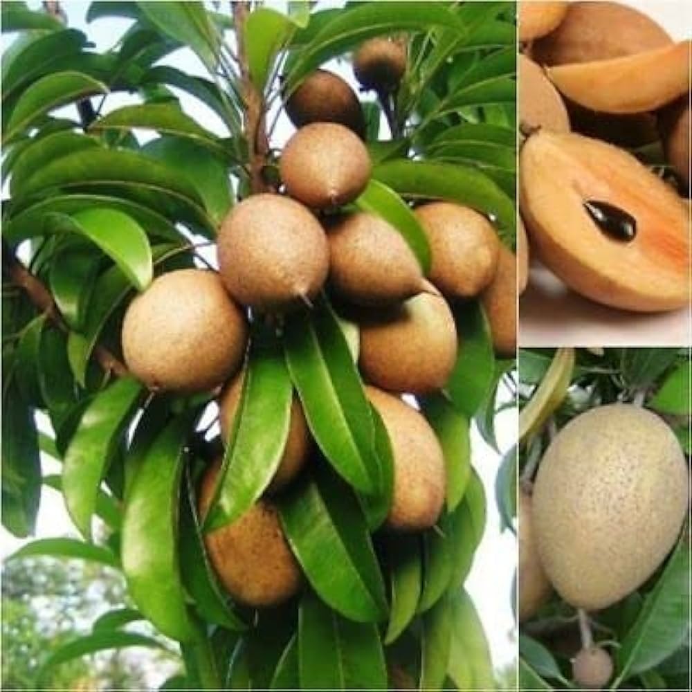 Kalapati Chiku