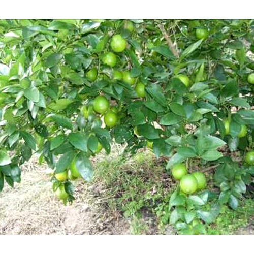 Kolkata Pati Lemon 