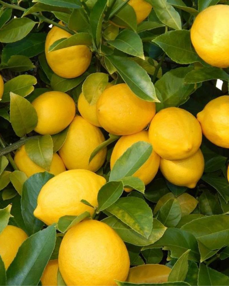All season Lemon(kagzi Lemon) .