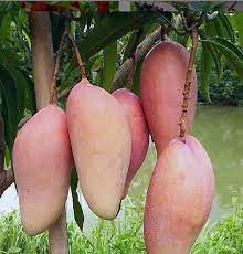Red Ivory mango.
