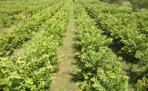 High-Density Farming