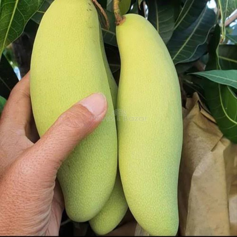 Banana Mango