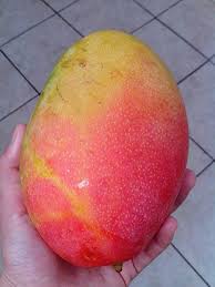 Gulabkhas Mango.