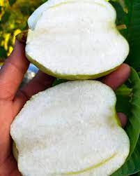 White Diamond Guava(THA)