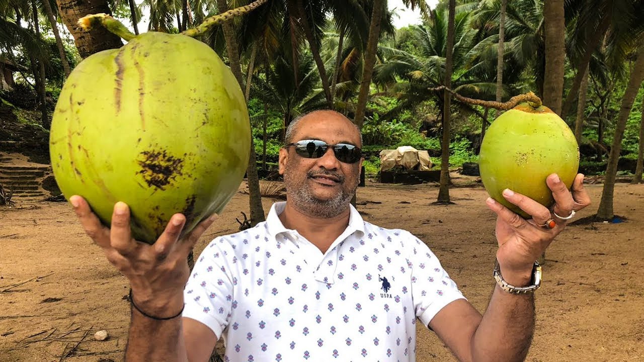 Andaman giant coconut