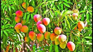 Subarnarekha MAngo