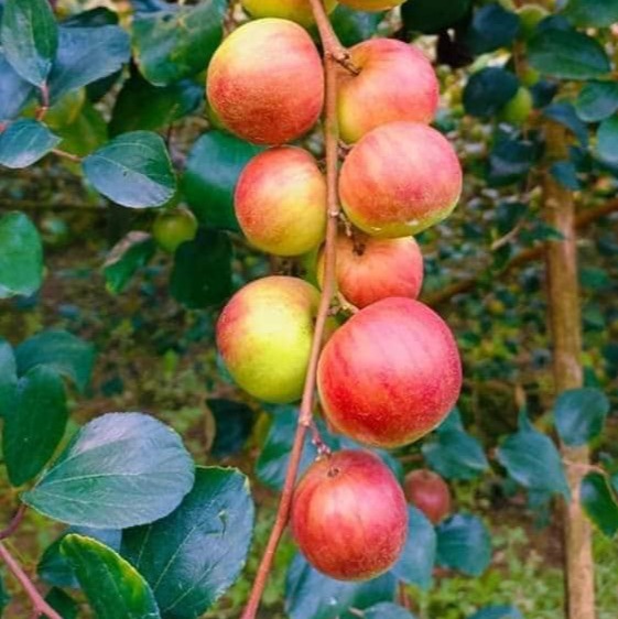 Ball Sundari Apple Ber 