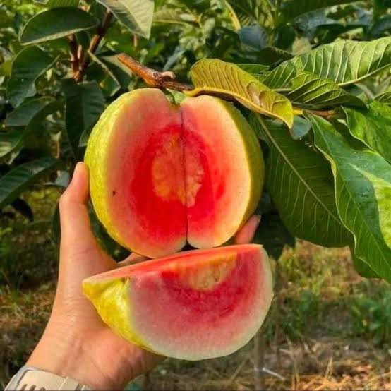 Red Diamond Guava(BAN)