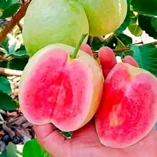 Red Diamond Guava (THA)