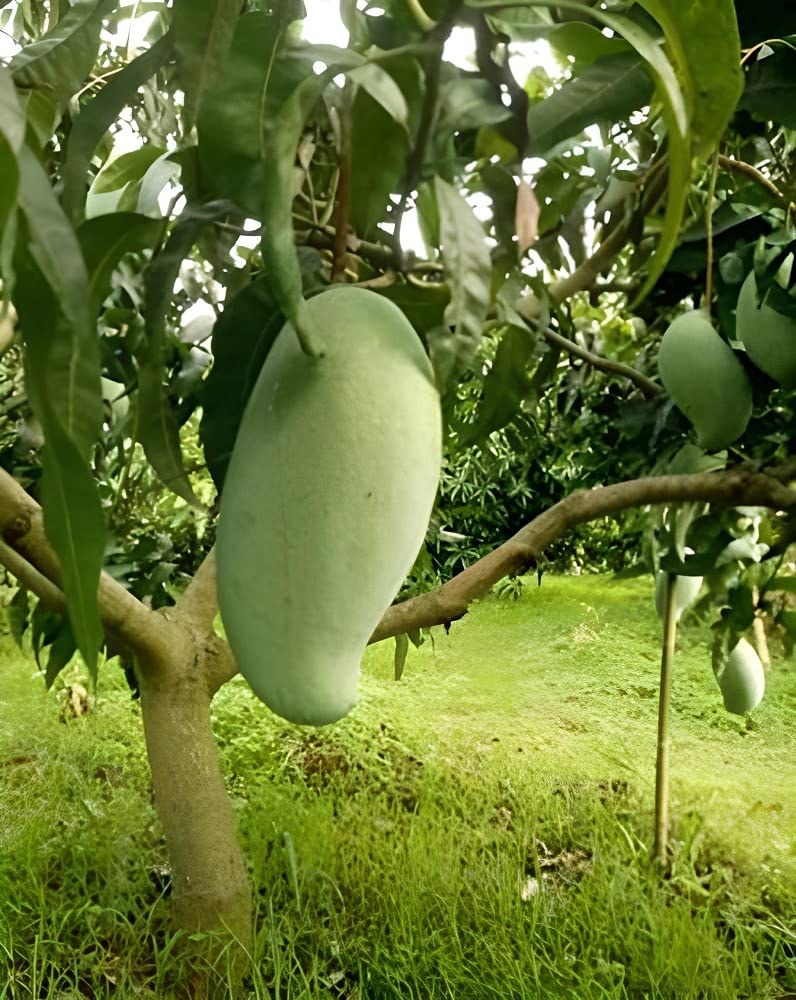 B.N 7 Mango