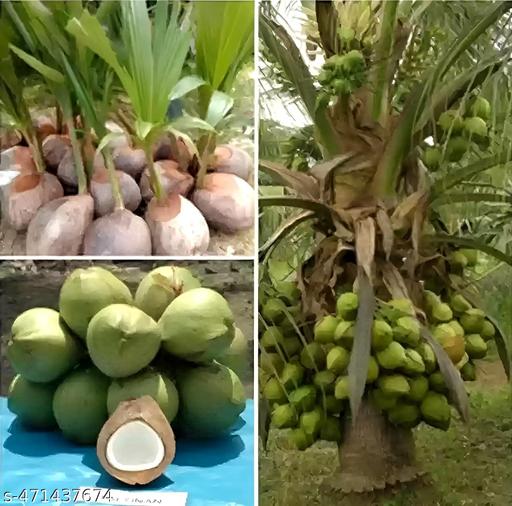 Ganga Bardhana Coconut.