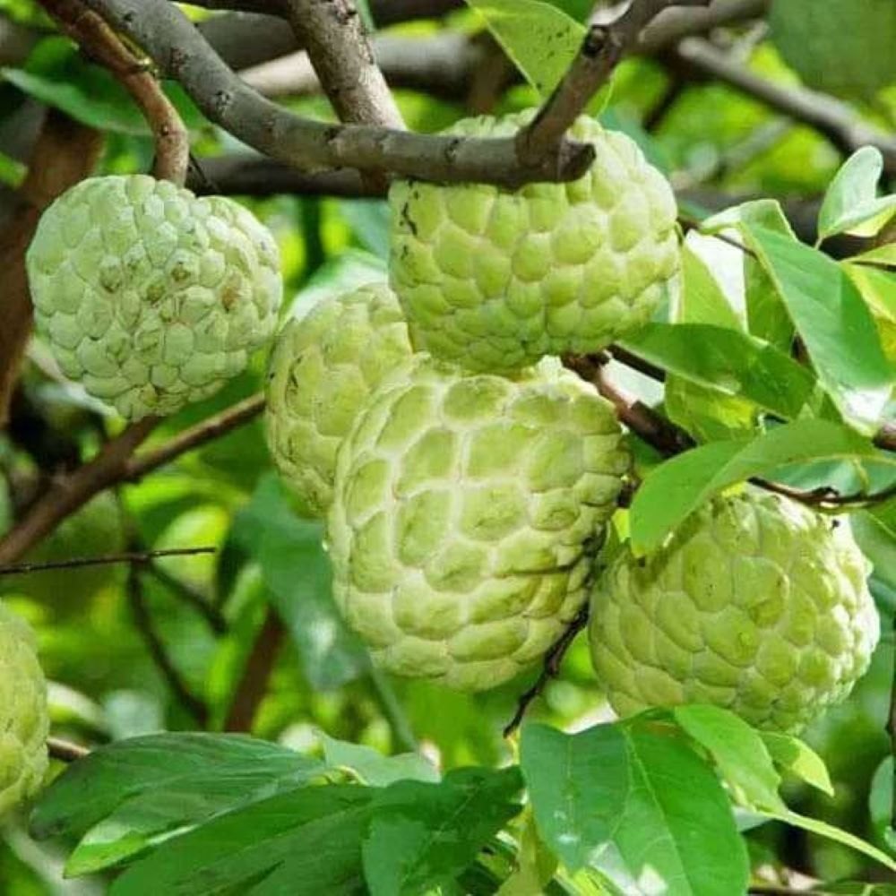 Super Golden Custard Apple.